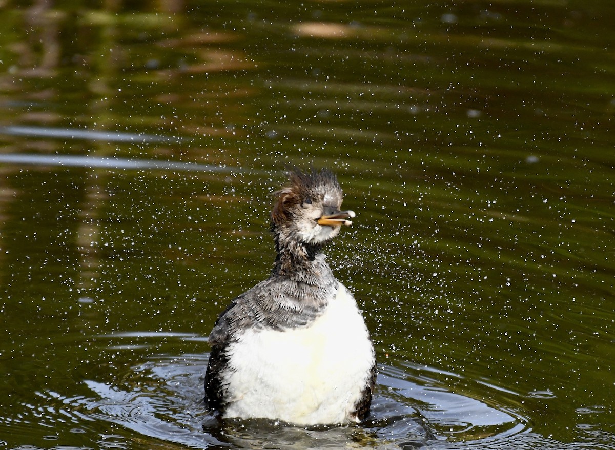 Hooded Merganser - ML611920174