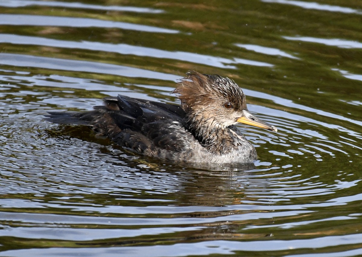 Hooded Merganser - Suzanne Zuckerman