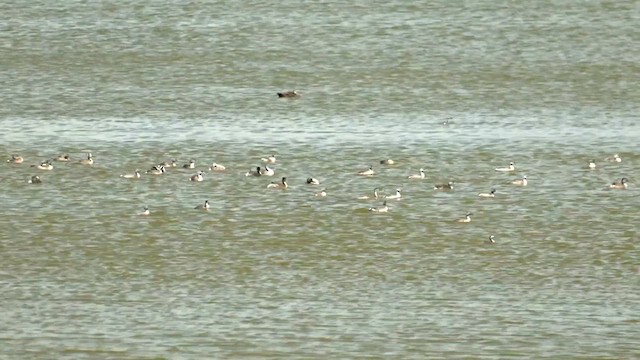 Hoary-headed Grebe - ML611920177