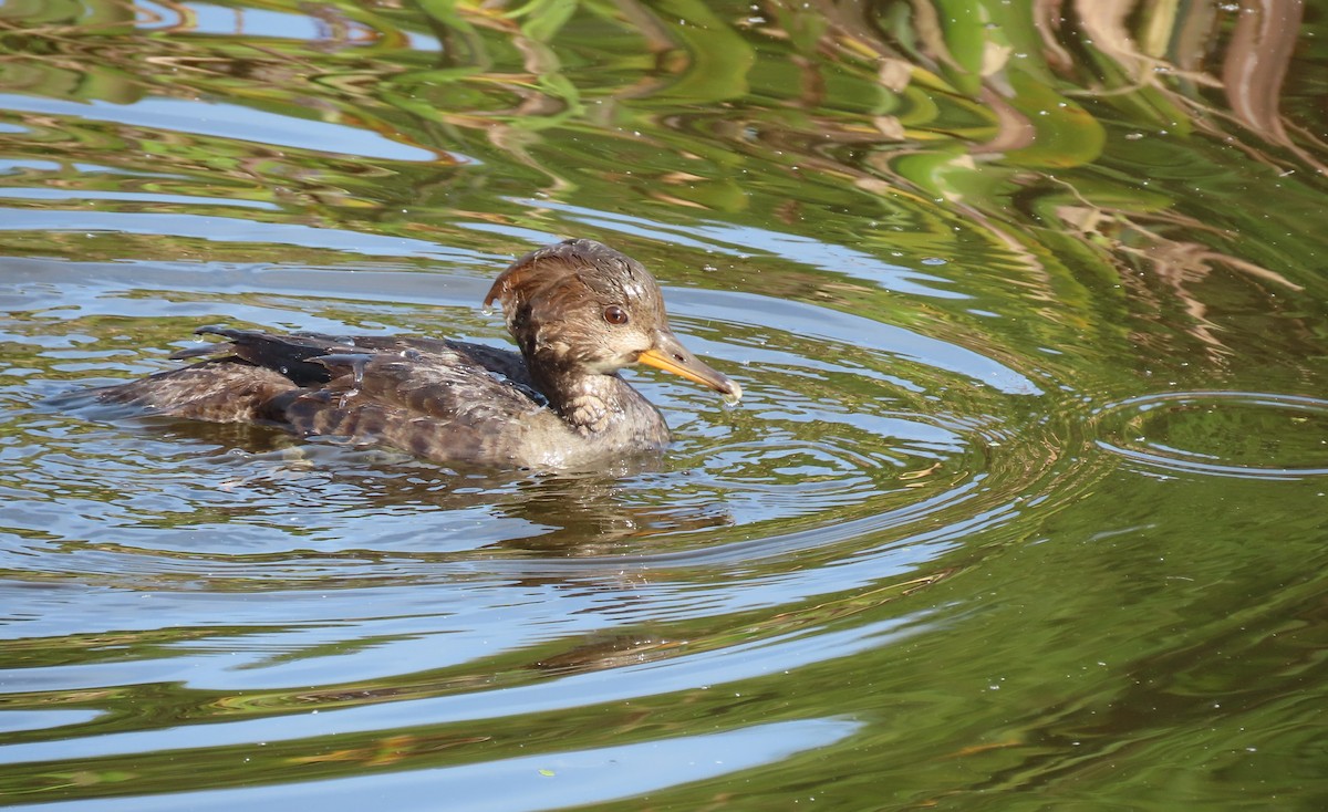 Hooded Merganser - Susan Young