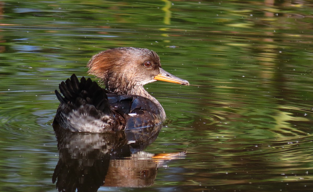 Hooded Merganser - ML611920194