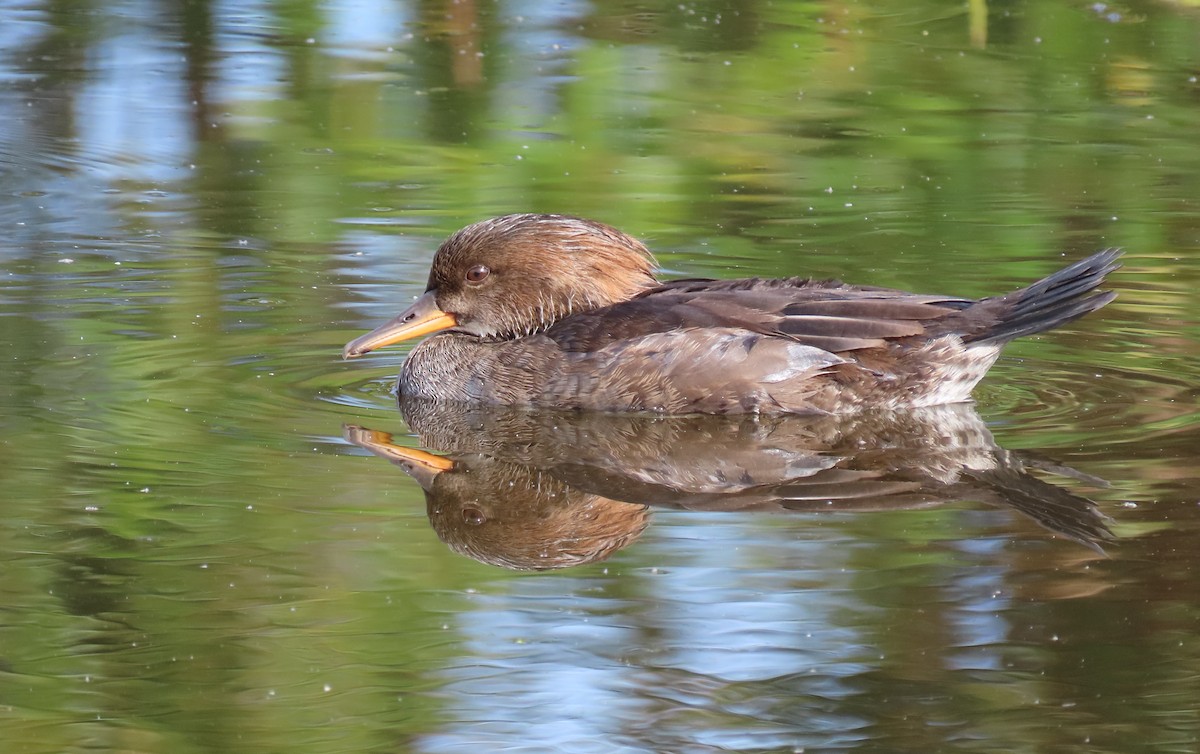 Hooded Merganser - ML611920195