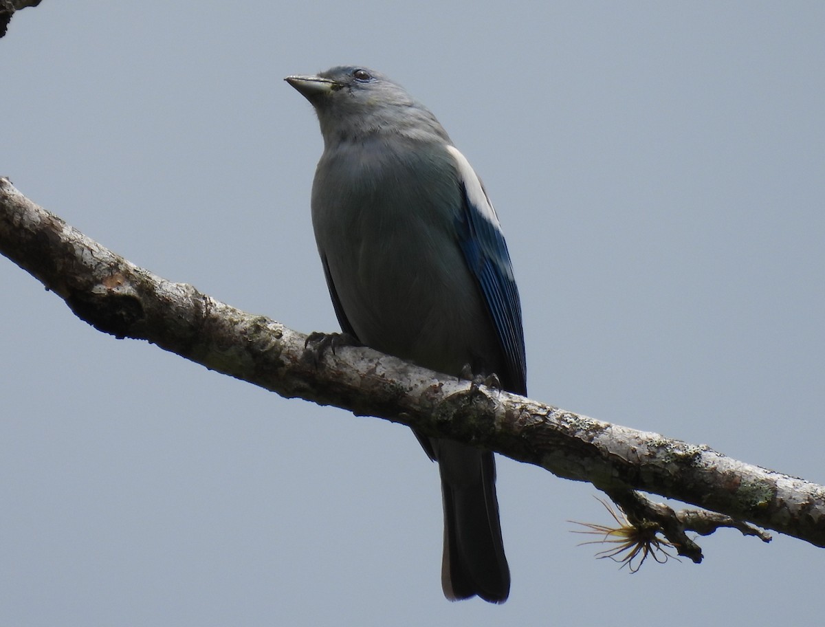 Blue-gray Tanager (White-edged) - ML611920257