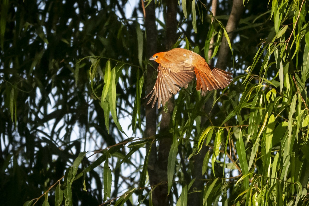 Hepatic Tanager - ML611920282