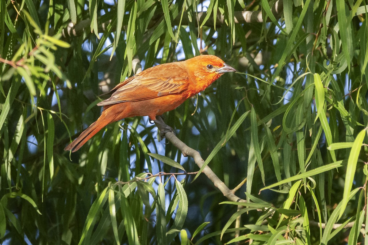 Hepatic Tanager - ML611920283