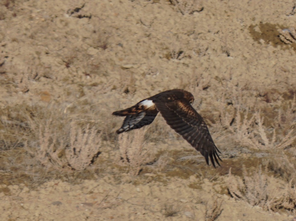 Northern Harrier - Sibylle Hechtel