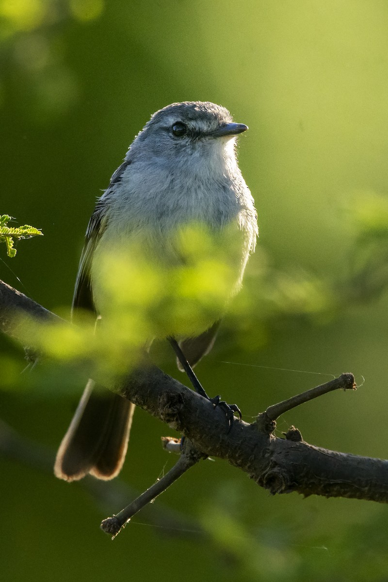 White-crested Tyrannulet - ML611920326