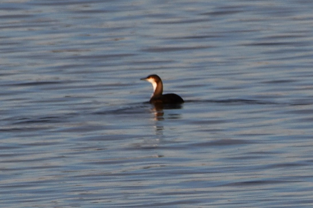 Pacific Loon - ML611920336