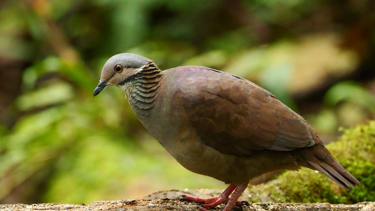 White-throated Quail-Dove - ML611920413