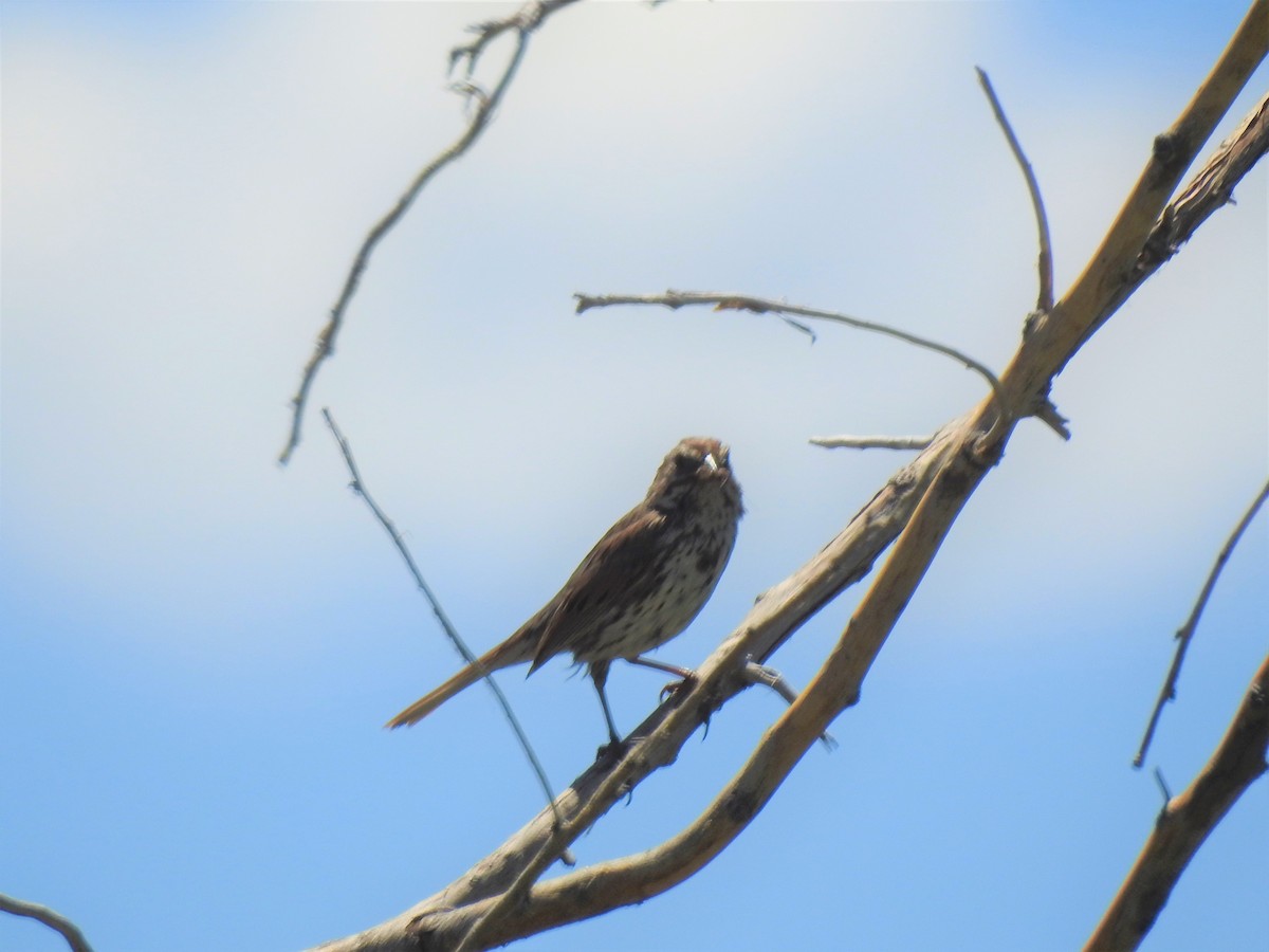 Song Sparrow - ML61192061