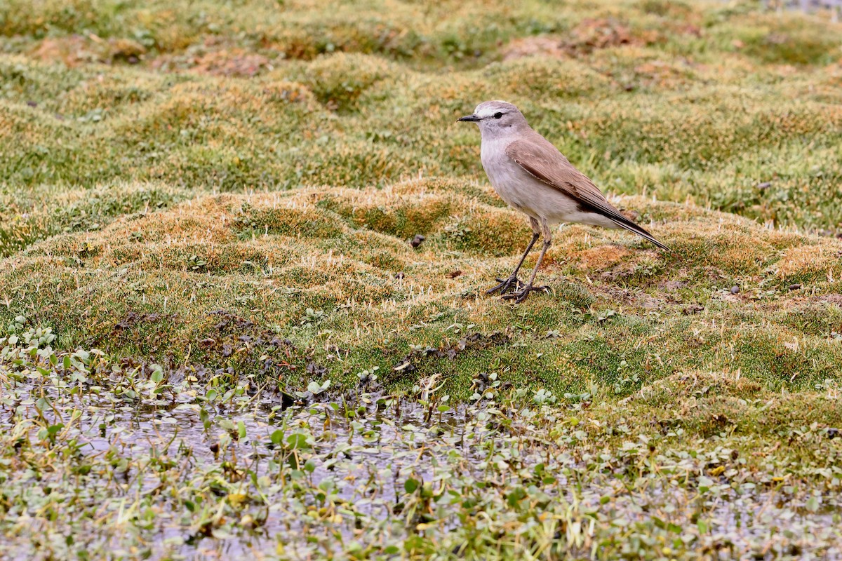 White-fronted Ground-Tyrant - ML611920652