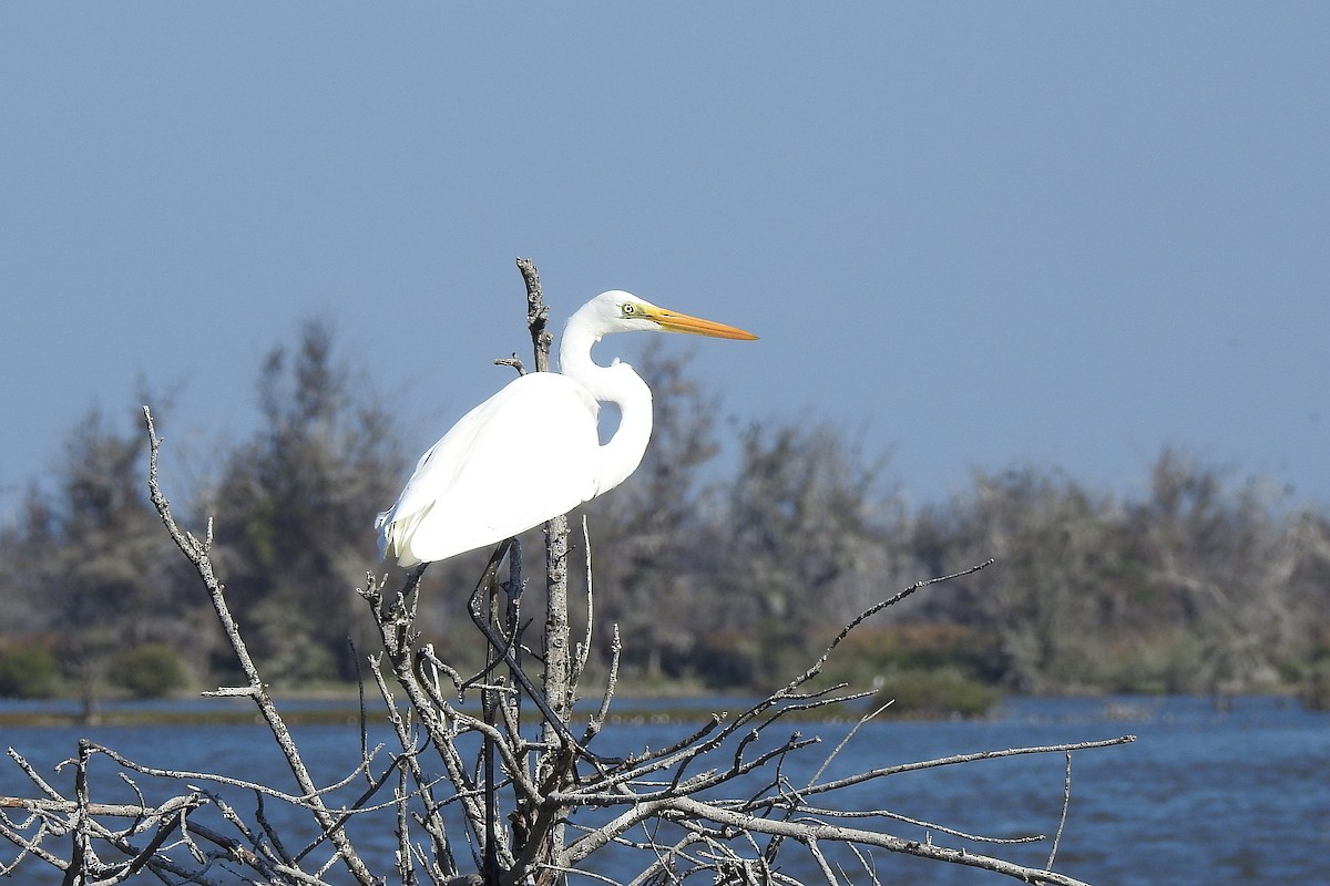 Great Egret - ML611920697