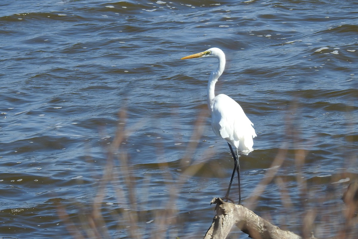 Great Egret - ML611920698