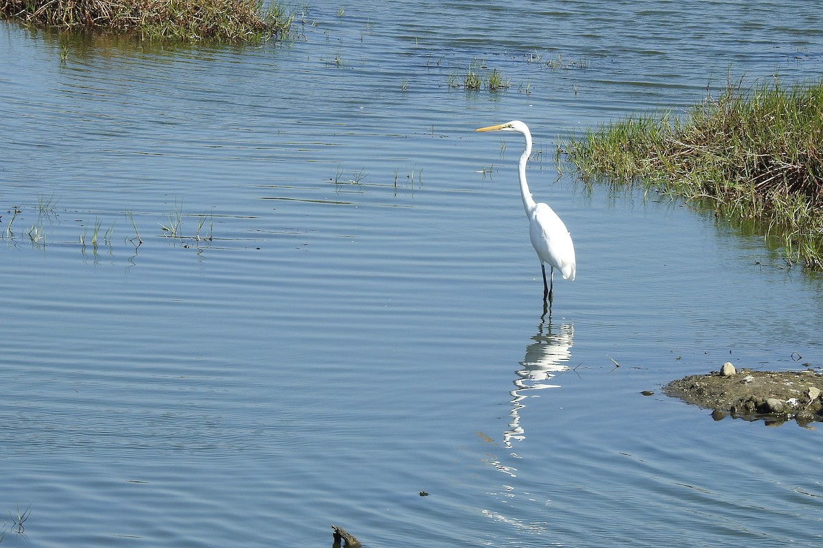 Great Egret - Chi-Lien (綺蓮) Hsueh (薛)