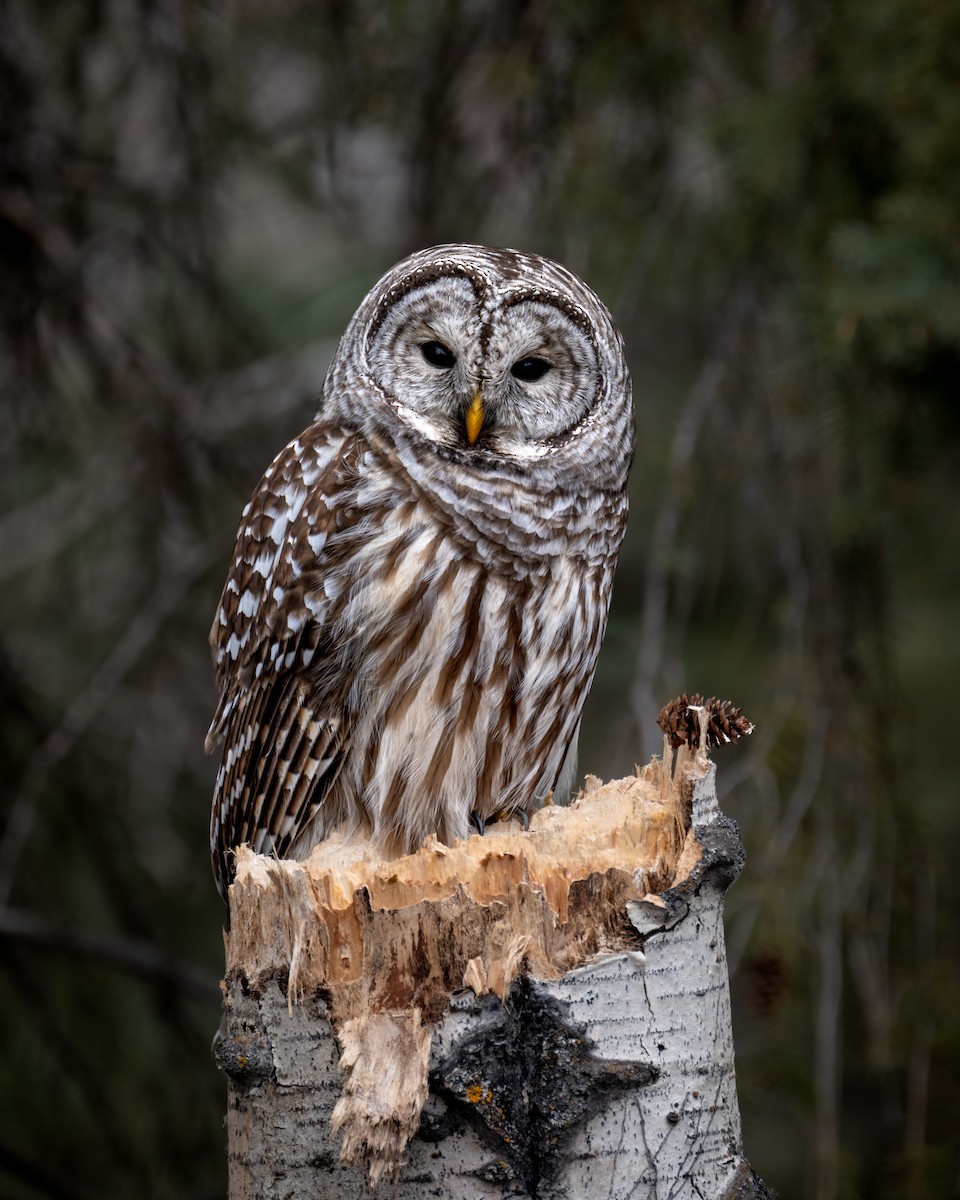 Barred Owl - ML611920708