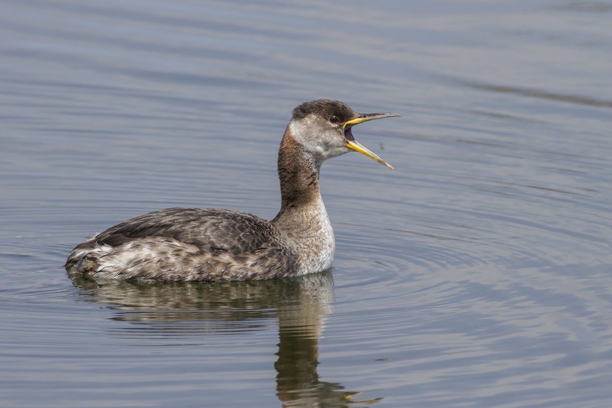 Red-necked Grebe - Samuel Paul Galick