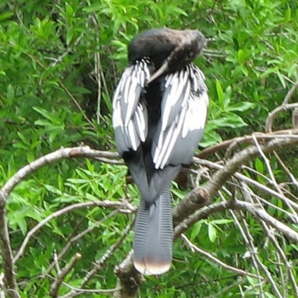 Anhinga - ML611920748