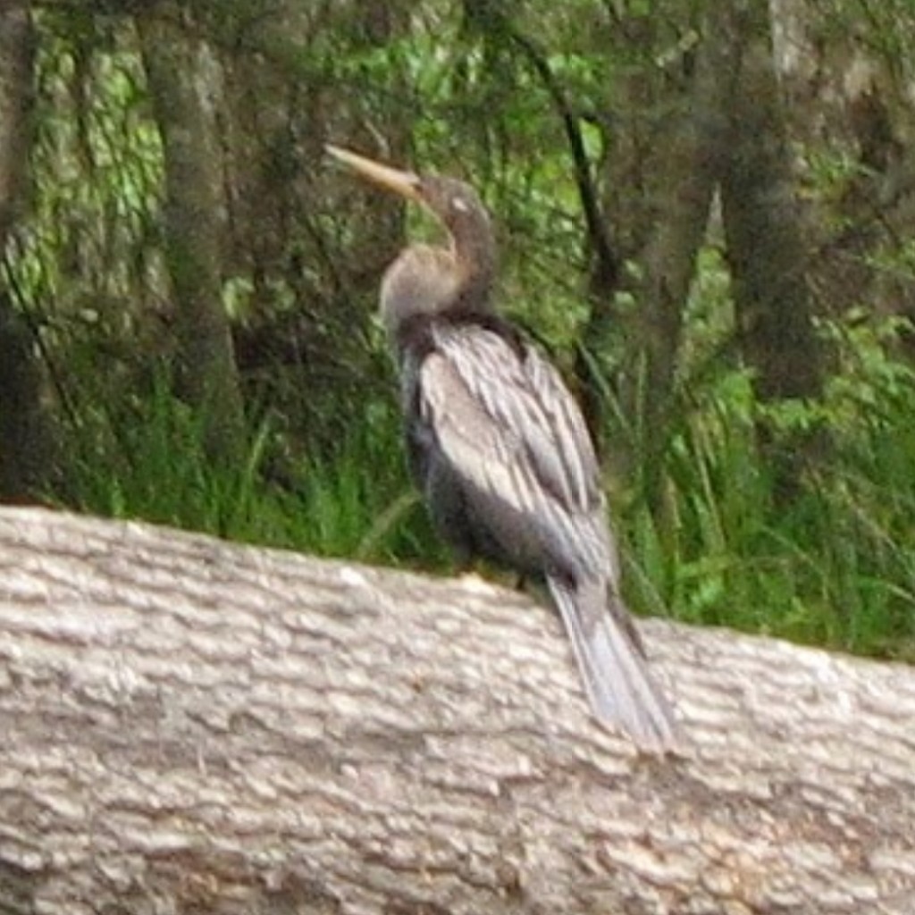 Anhinga - ML611920749