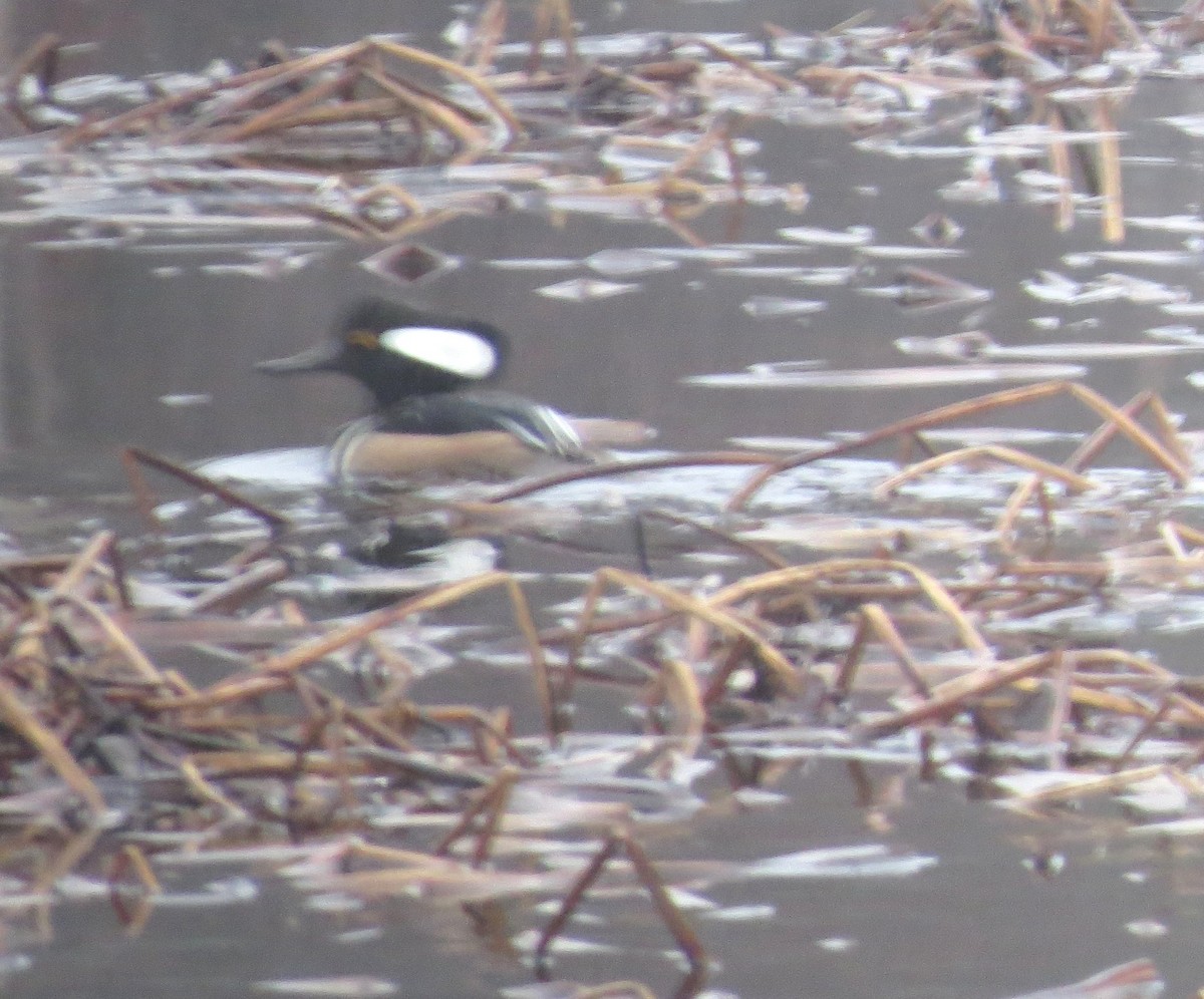 Hooded Merganser - ML611920775