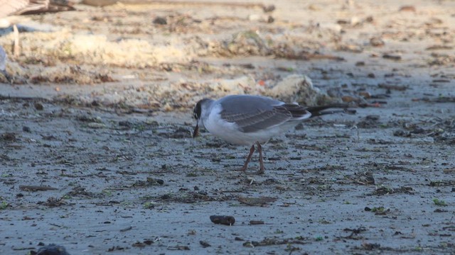 Mouette de Franklin - ML611920779