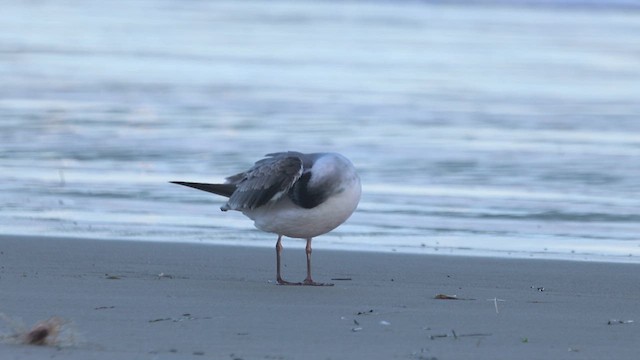 Mouette de Franklin - ML611920865