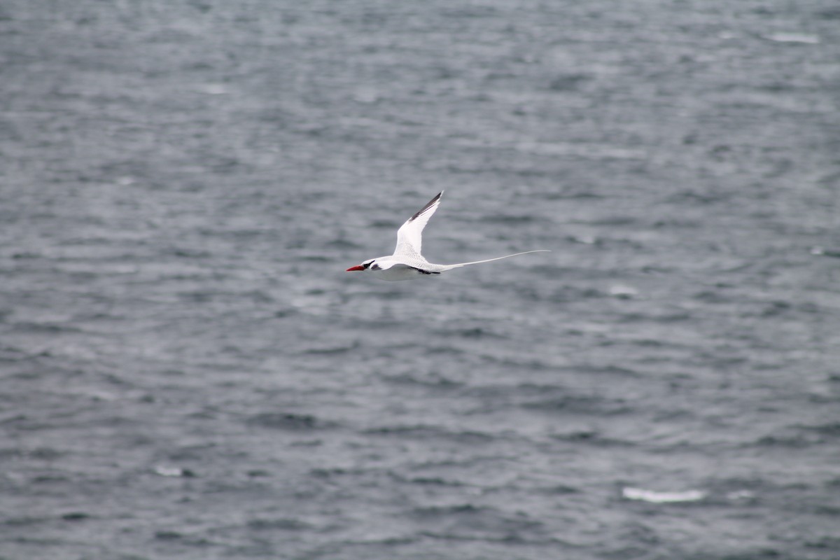 Red-billed Tropicbird - ML611920866