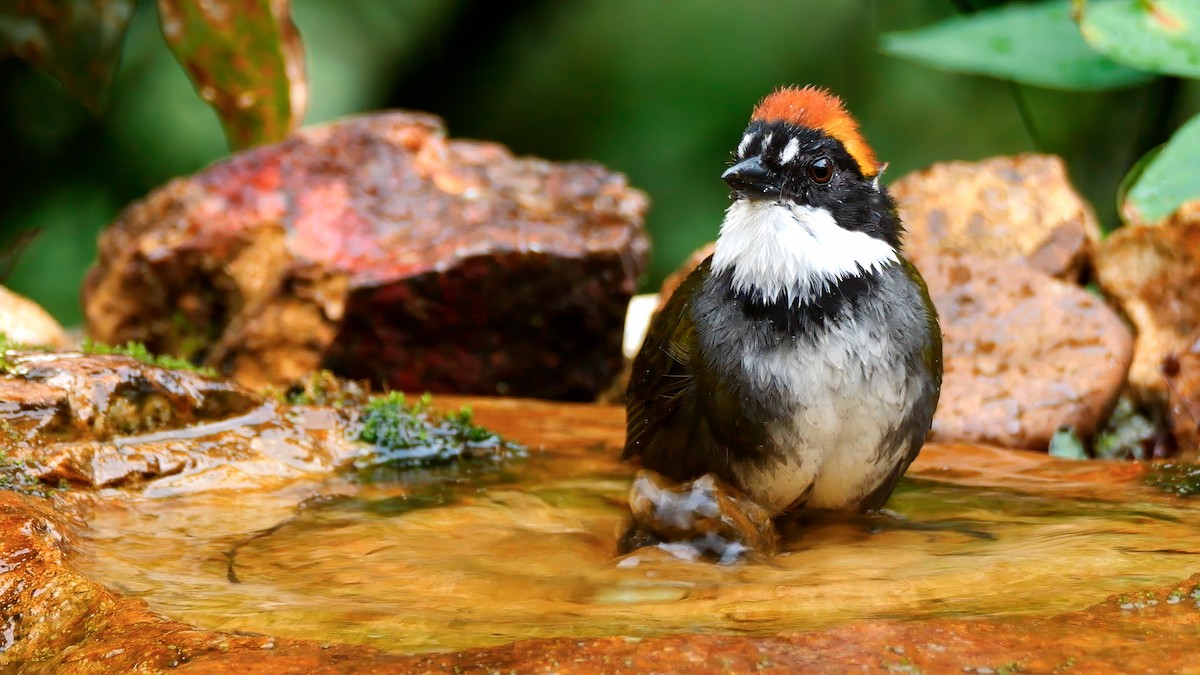 Chestnut-capped Brushfinch - ML611920883