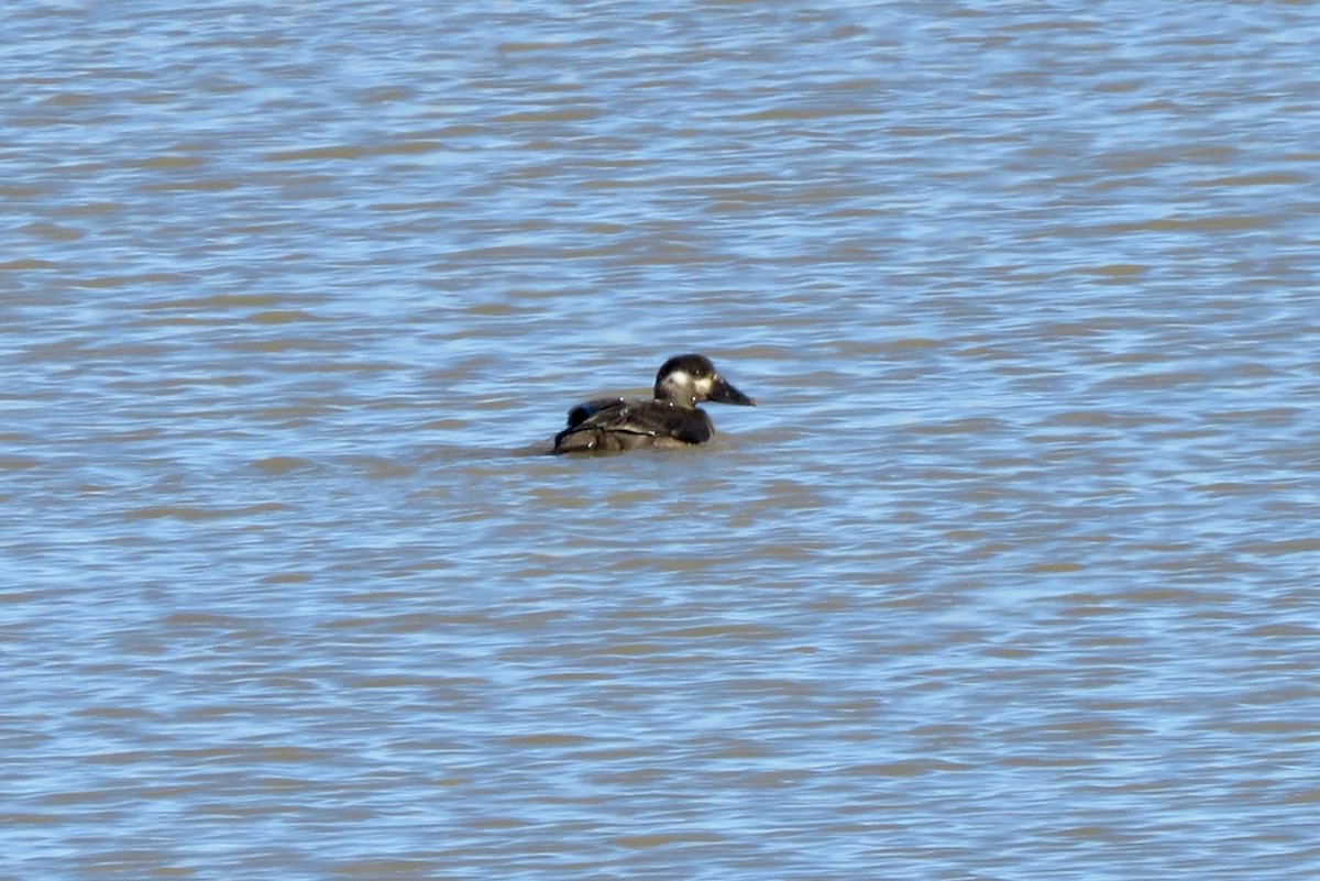 Surf Scoter - Christina Vojta