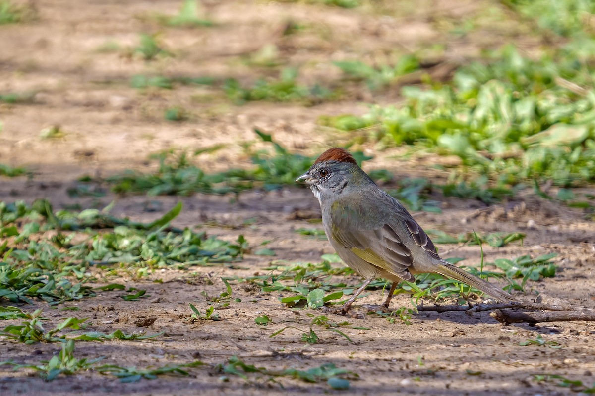 Green-tailed Towhee - ML611921009