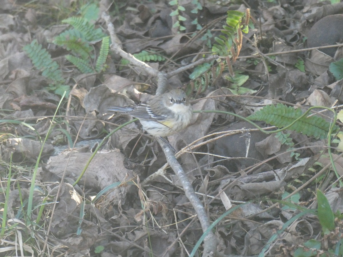 Yellow-rumped Warbler - ML611921010