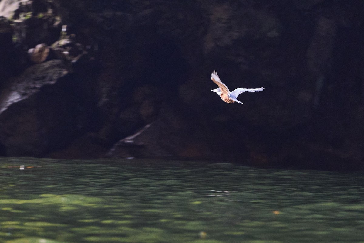 Ringed Kingfisher - ML611921012