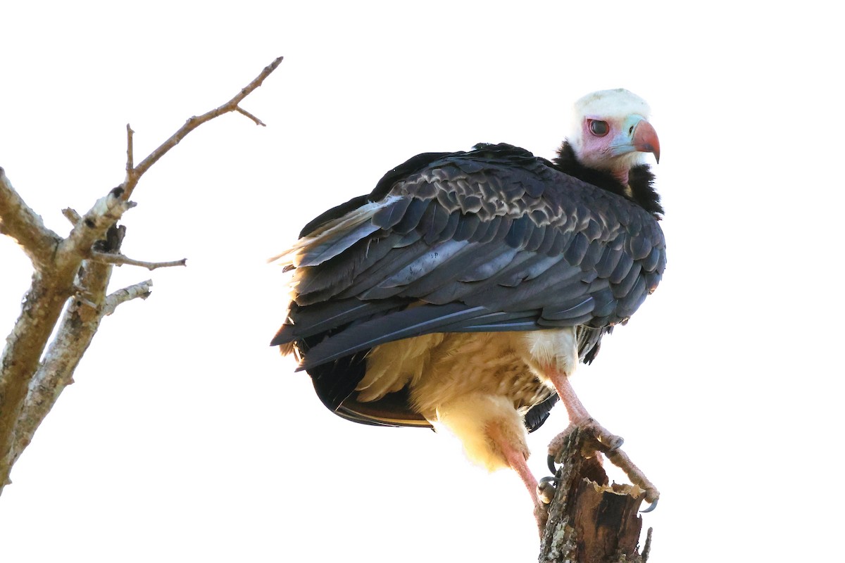 White-headed Vulture - ML611921068