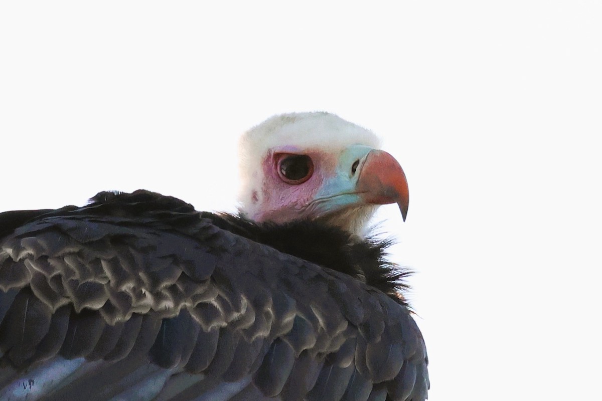 White-headed Vulture - ML611921074