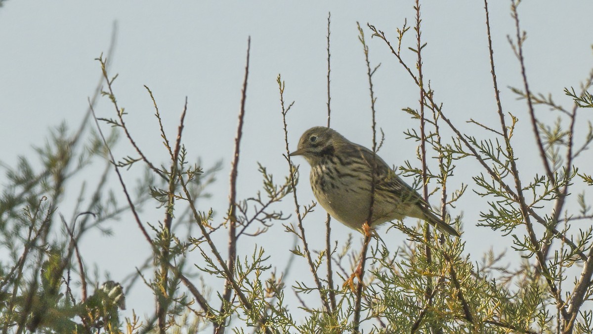 Meadow Pipit - Francisco Pires
