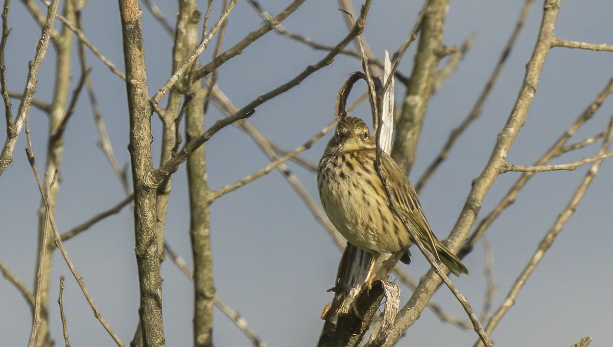 Meadow Pipit - Francisco Pires