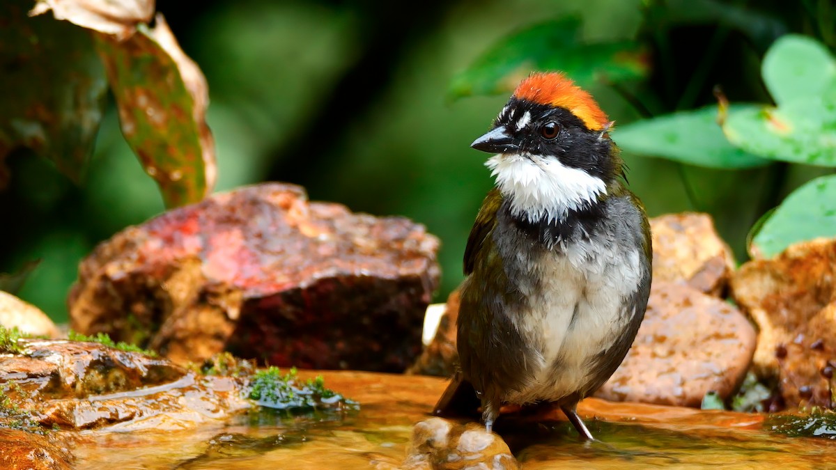Chestnut-capped Brushfinch - ML611921248
