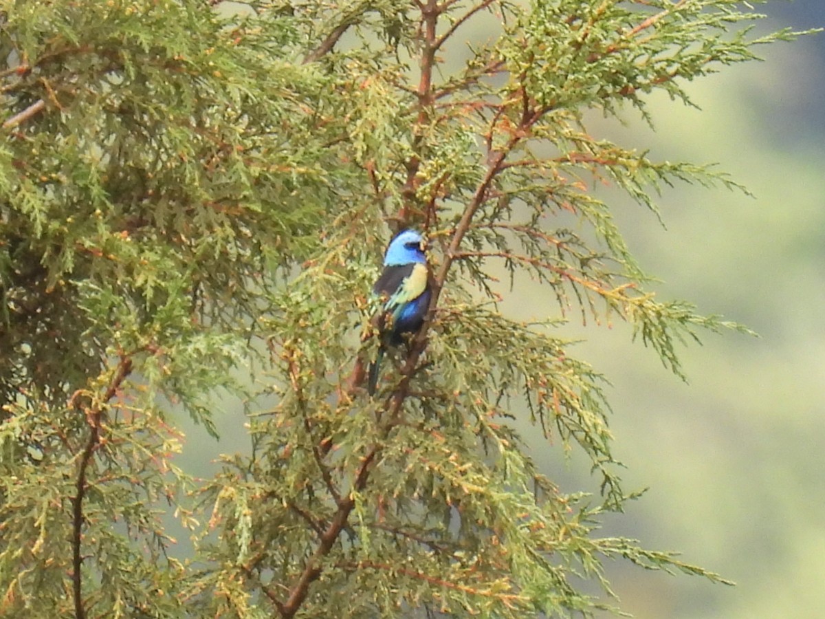 Blue-necked Tanager - Tor Svanoe