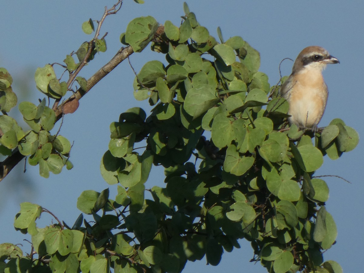 Brown Shrike (Brown) - ML611921371