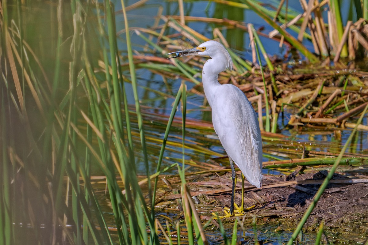 Snowy Egret - ML611921388