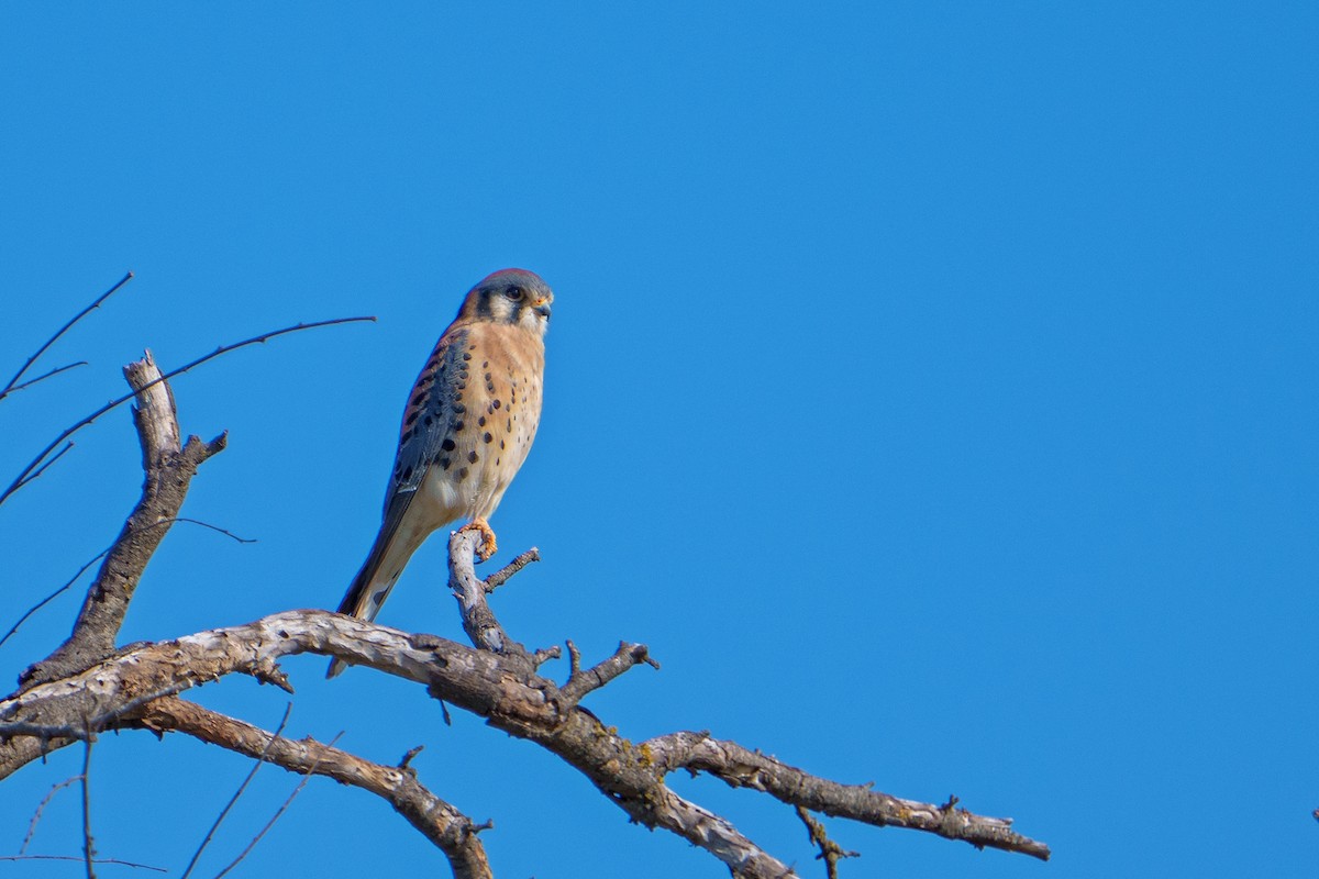American Kestrel - ML611921392
