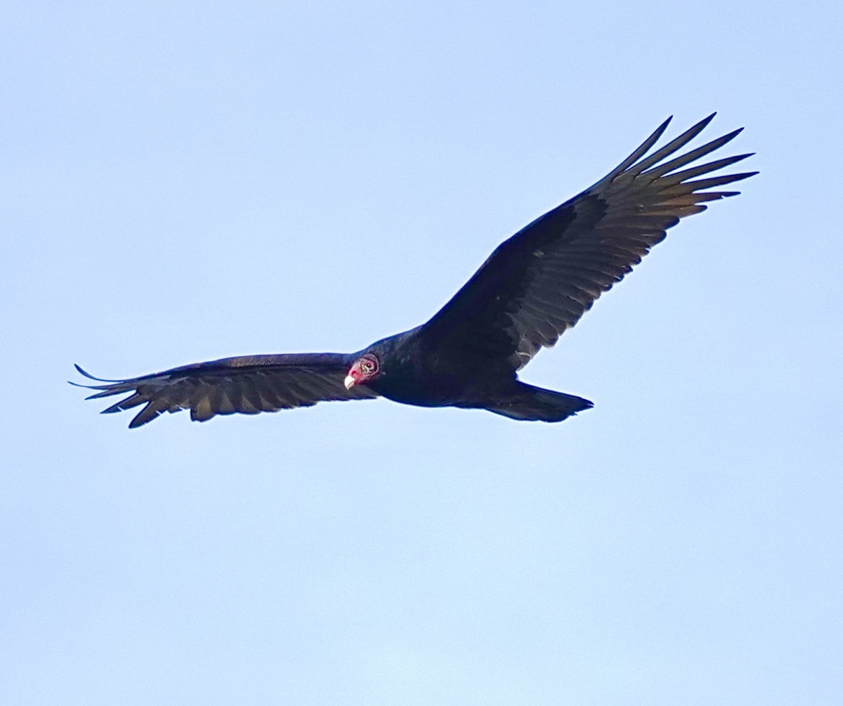 Turkey Vulture - ML611921507