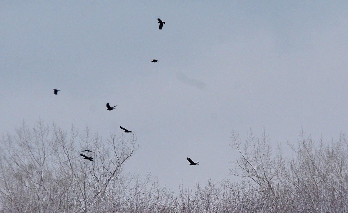 American Crow - ML611921622