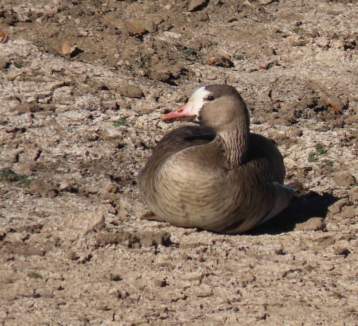 Greater White-fronted Goose - ML611921634
