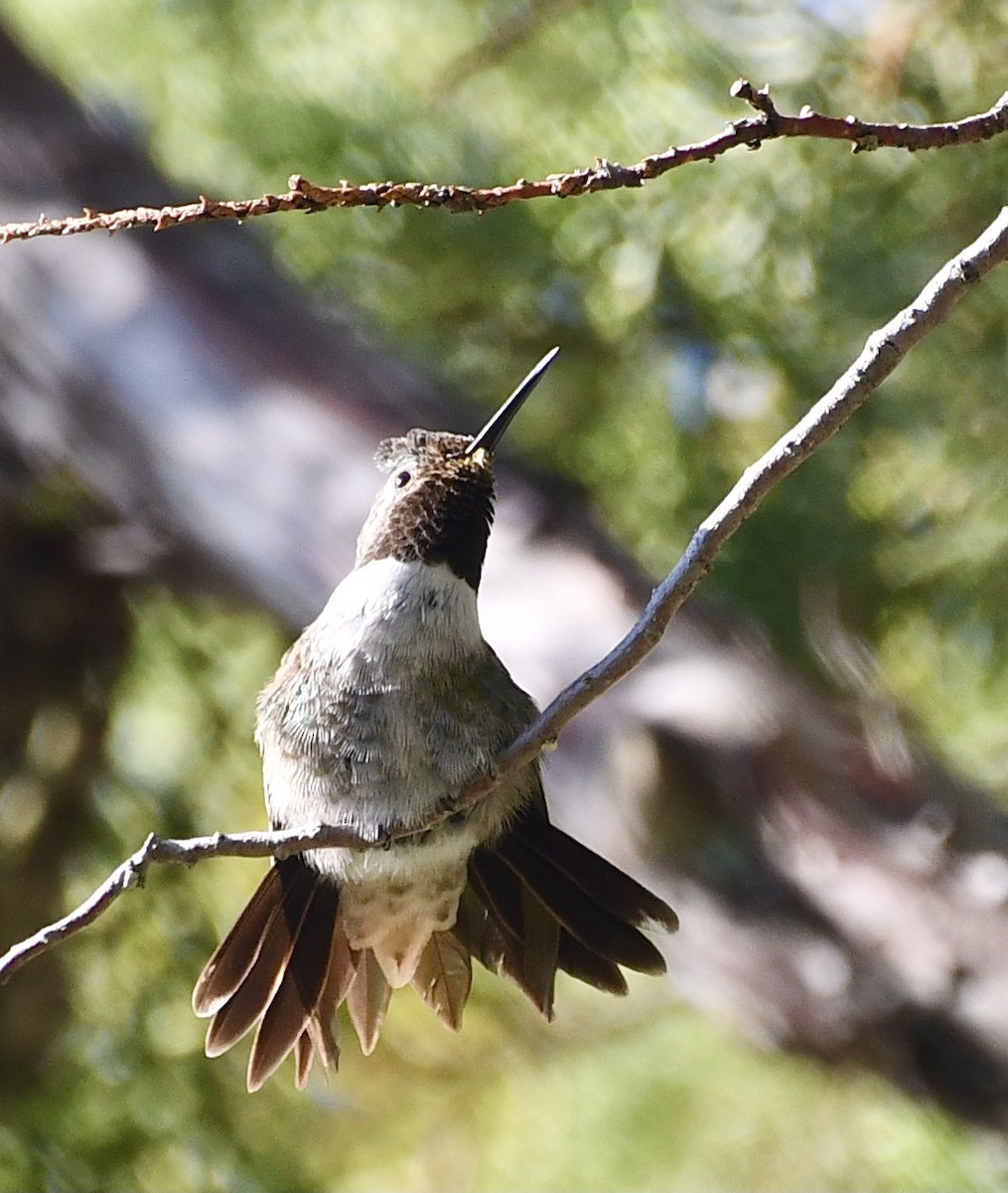 Black-chinned Hummingbird - ML611921706