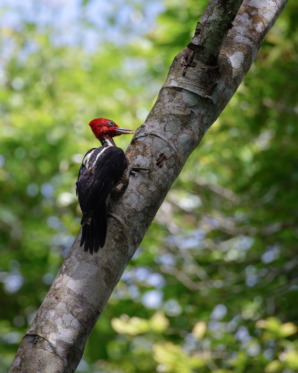 Pale-billed Woodpecker - ML611921779