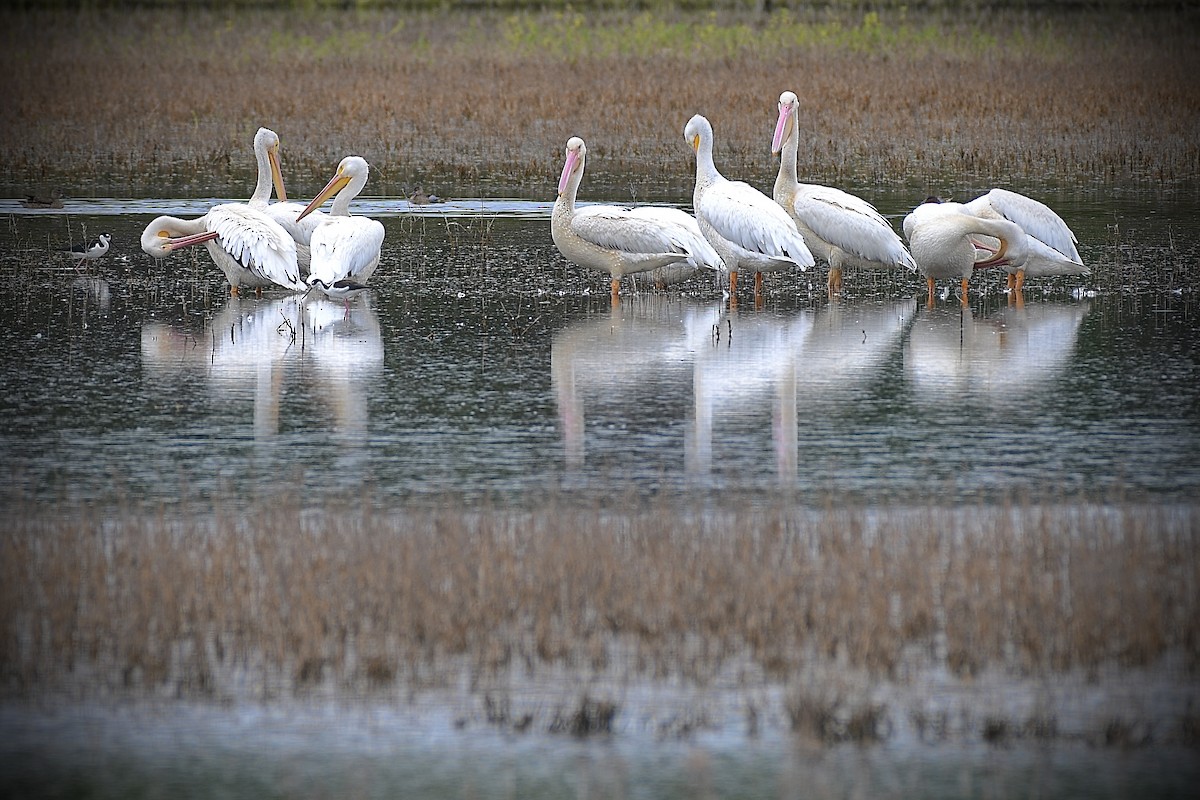 American White Pelican - L.Vidal Prado Paniagua