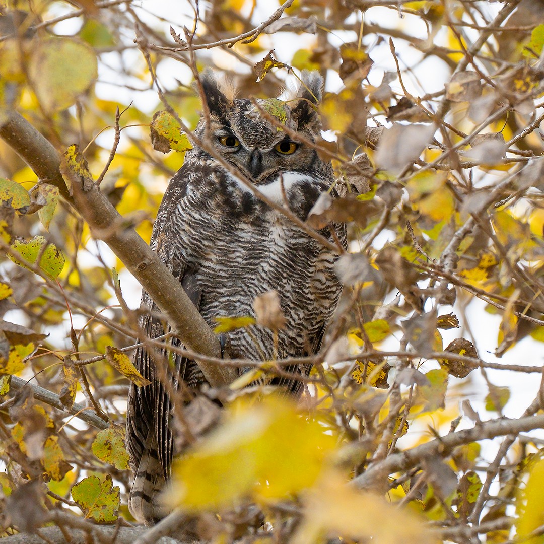 Виргинский филин - ML611921896