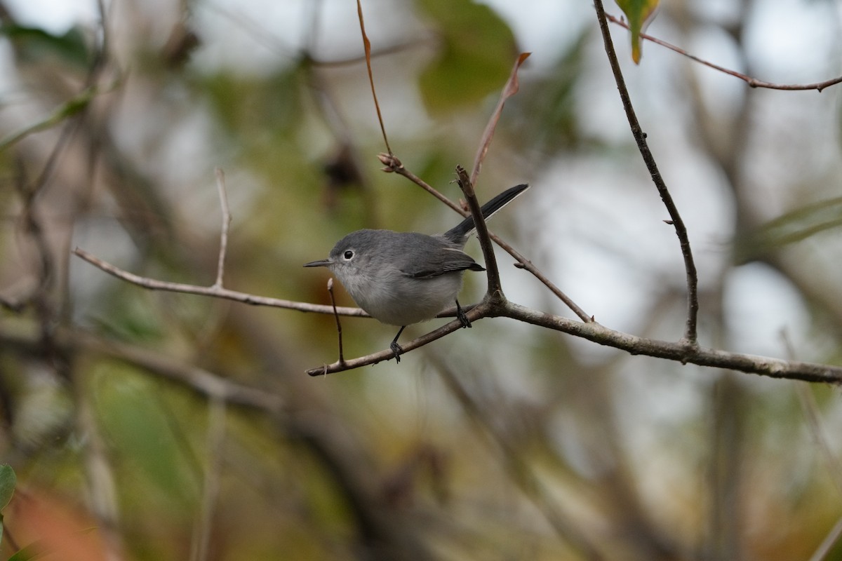 Blue-gray Gnatcatcher - Bob Athey