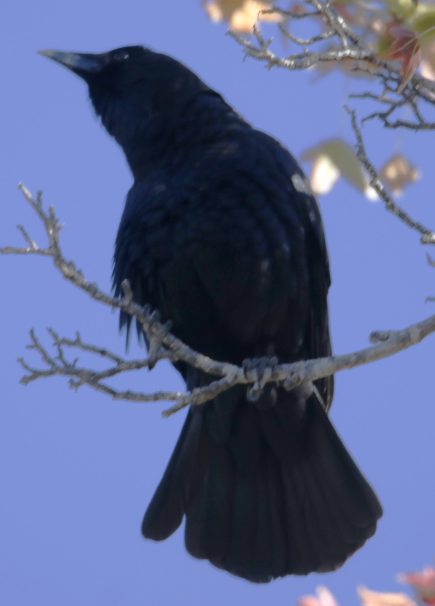 American Crow - ML611922210