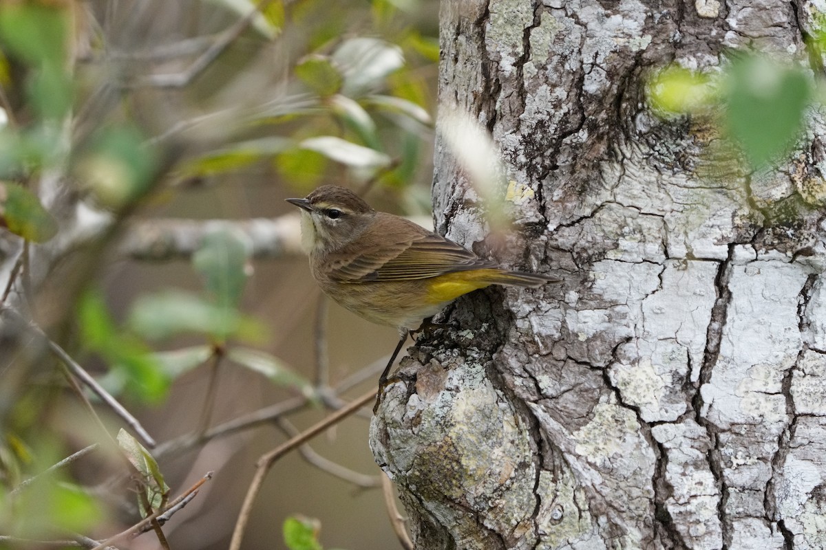 Palm Warbler - ML611922236